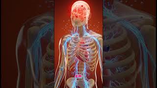 #shorts  #curiosidades #corpohumano #saude #biologia #anatomia  #experimento  #cerebro  #esqueleto