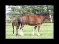 Самый большой в мире конь А1 / The world' s largest horse A1 