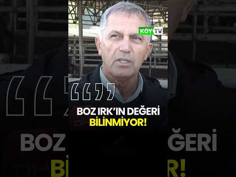 Boz Irk'ın Değeri Bilinmiyor!  #köy #çoban #hayvancılık