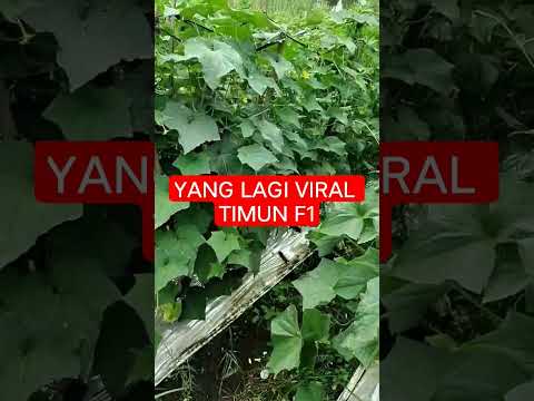 HASILNYA TIMUN HERCULES PLUS F1 #shorts