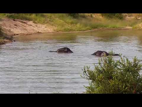 Djuma: Elephants and Hippo - 15:43 - 03/19/20