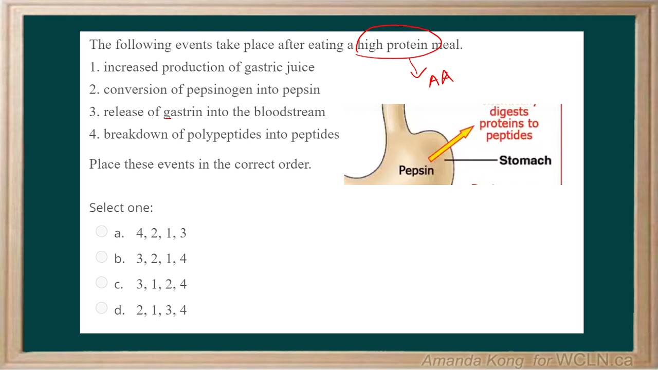 WCLN - AP 12 Unit 4- Digestion- Question 3 Explanation