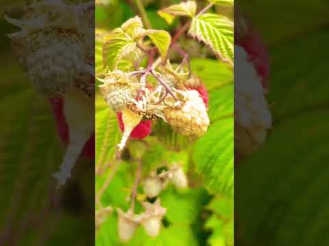 Summer fruits #trending #berry #canada #srilanka #india #nature #travel