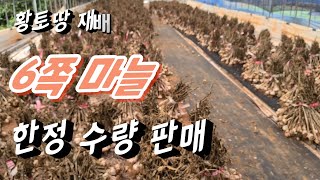 황토땅에서 재배한 서산 6쪽마늘 저렴한 가격에  농장 직거래
