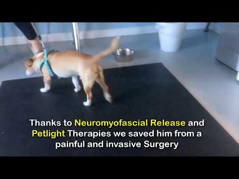 PetLight Therapy
