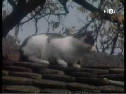 Z MOJOHO VALALA (dokumentarna reportaža, 1984)