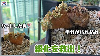 【多肉植物】綴化のカット✂️枯れ枯れの茎をカットして復活させる!【韓国タニラー】