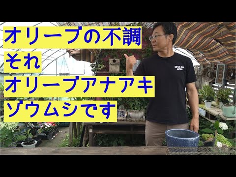 園芸 オリーブの木の害虫