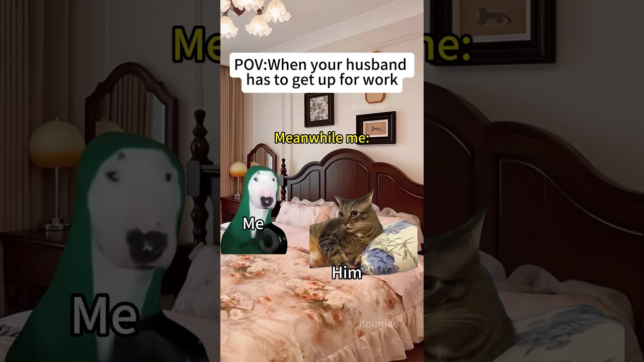 CAT MEMES🐱When your husband has to get up for work#catmemes #memes #funnymemes #funny #relationship