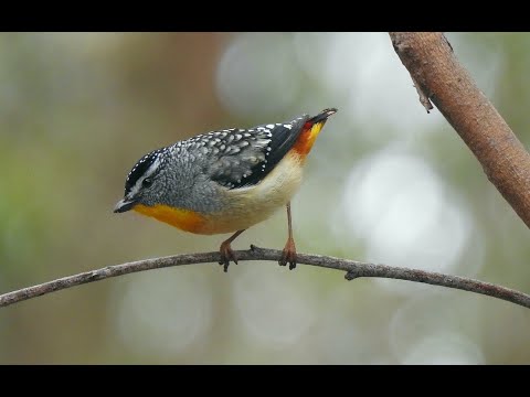 Australia Birding: Queensland to Victoria and Tasmania