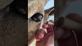 Eye peel ✨ taxidermy sheep eye #taxidermy #taxidermist #satisfying #eyes #animals