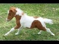 "SOLD" Miniature Horse For Sale - Dent Chief ...