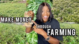 Growing a vegetable garden in my backyard | Disadvantages of WATERLEAF FARMING