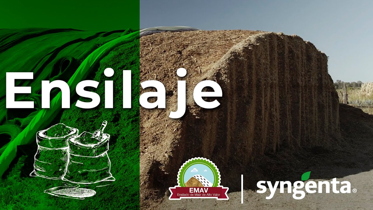Watch Ensilado de Maíz de Alto Valor - Ensilaje Now Ensilado de Maíz de Alto Valor - Ensilaje