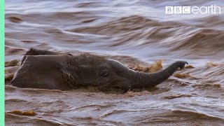 Elephant babies struggle against the current to keep up with mothers | BBC Earth