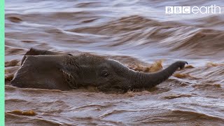 Baby Elephants Swept Away from Mother in the River