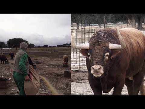 Dando de comer a los Toros Bravos bajo la Lluvia en Ganaderia Conde de Mayalde