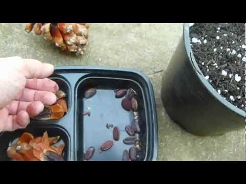 Planting Huge Pine Tree Cone Seed Collection part 2
