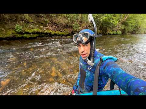 4 Tage Schnorcheln in einem Appalachen-Fluss auf der Suche nach Riesensalamandern