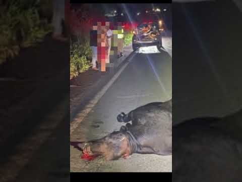 Carro atinge boi na GO-330 entre Catalão e Ipameri e deixa passageira ferida; animal morre no local