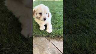 Video preview image #1 Colonial Cocker Spaniel-Maltese Mix Puppy For Sale in Corona, CA, USA