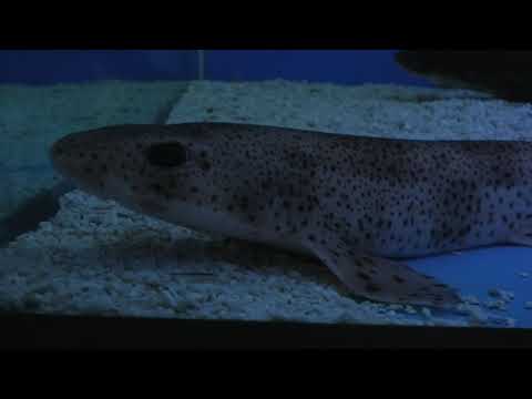 ハナカケトラザメ（和歌山・エビとカニの水族館）