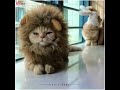Bose Bose Vabi Ami Sara Din Funny Cat