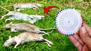 Download lagu 100 Tikus hanya Butuh semalam‼️JEBAKAN TIKUS paling MEMATIKAN mp3