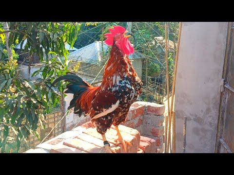 BEST ROOSTER CROWING COMPILATION 2024