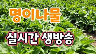 곤달비 나물,명이나물 신시간 생방송 강원도 인제