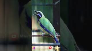 Download lagu Cucak Cungkok Masterpice Buka Paruh mp3