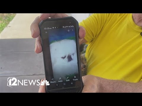 Lost Pets Phoenix