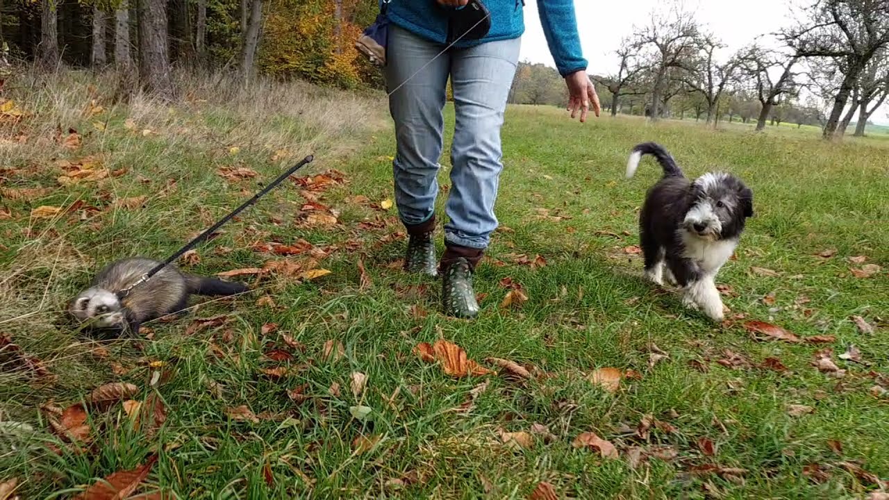 Spaziergang mit Klein-Chucho und Timón