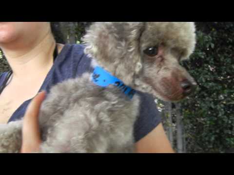 Rene (boy), an adopted Poodle in Houston, TX_image-1