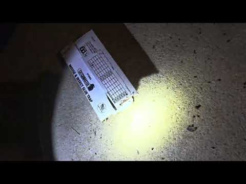 A Big Mouse Problem in the Basement in Somerville, NJ