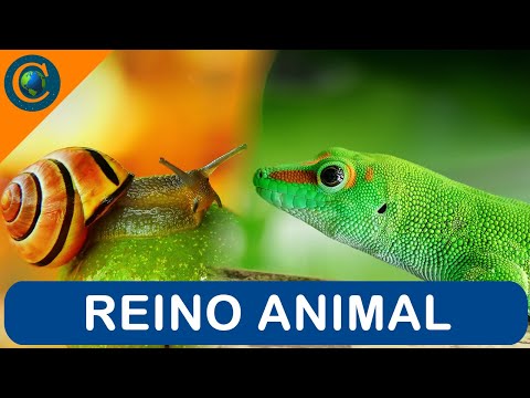 REINO ANIMAL