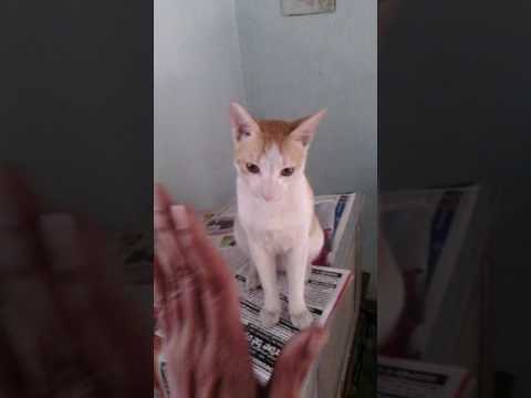 #funnycats #funnycat @@Fun with cat