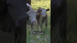 Sweet soil in six months? #soil #farmers #regenerativeagriculture