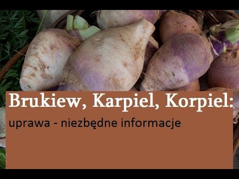 Brukiew, Karpiel, Korpiel - uprawa