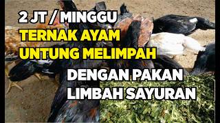 Download lagu DENGAN 7 PAKAN ALTERNATIF INI TERNAK AYAM UNTUNG JUTAAN RUPIAH mp3 Download lagu DENGAN 7 PAKAN ALTERNATIF INI TERNAK AYAM UNTUNG JUTAAN RUPIAH mp3