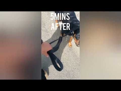 K9 Craftsman. Police-Trained. Breed Specific. One-Session Fixes. video.
