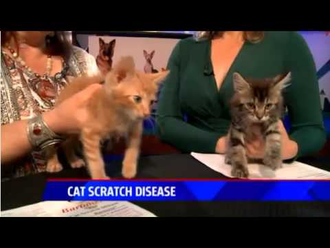 Prevent & Treat Cat Scratch Fever - Ask a Vet with Dr. Jyl