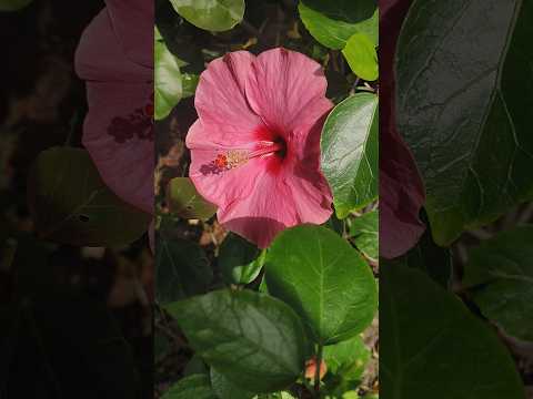 Pink Habiscus #shorts #trending #asheeshgarden #beautiful