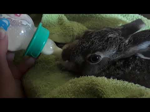 Karmienie zająca Ligota Mała