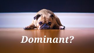 Why I Do Not Use the Word - Dominant - When Talking About Animal Behavior