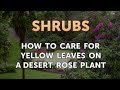 How to Care for Yellow Leaves on a Desert Rose Plant