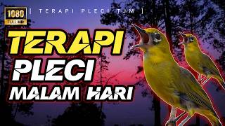 Download lagu 🔴 LIVE Terapi Pleci Malam Hari Dengan Materi Mewah Sebagai Pancingan Pleci Gacor Dan Juara mp3 Download lagu 🔴 LIVE Terapi Pleci Malam Hari Dengan Materi Mewah Sebagai Pancingan Pleci Gacor Dan Juara mp3