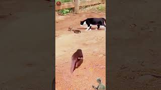 Download lagu KUCING VS ULAR, TIBA-TIBA BERANG-BERANG DATANG MENGHAMPIRI!! mp3 Download lagu KUCING VS ULAR, TIBA-TIBA BERANG-BERANG DATANG MENGHAMPIRI!! mp3