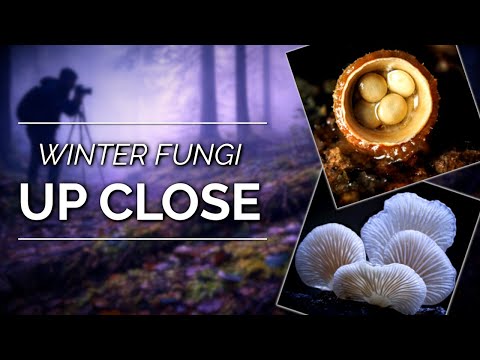 A Hidden World of Winter Fungi