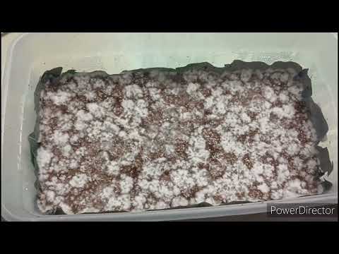 fruiting conditions. growing mushrooms for beginners.